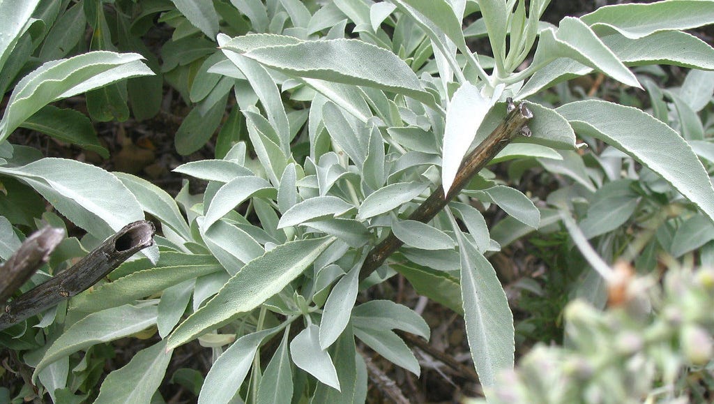 File: White Sage is native to the Southwest these need dry conditions to thrive and can be fairly difficult to become established.