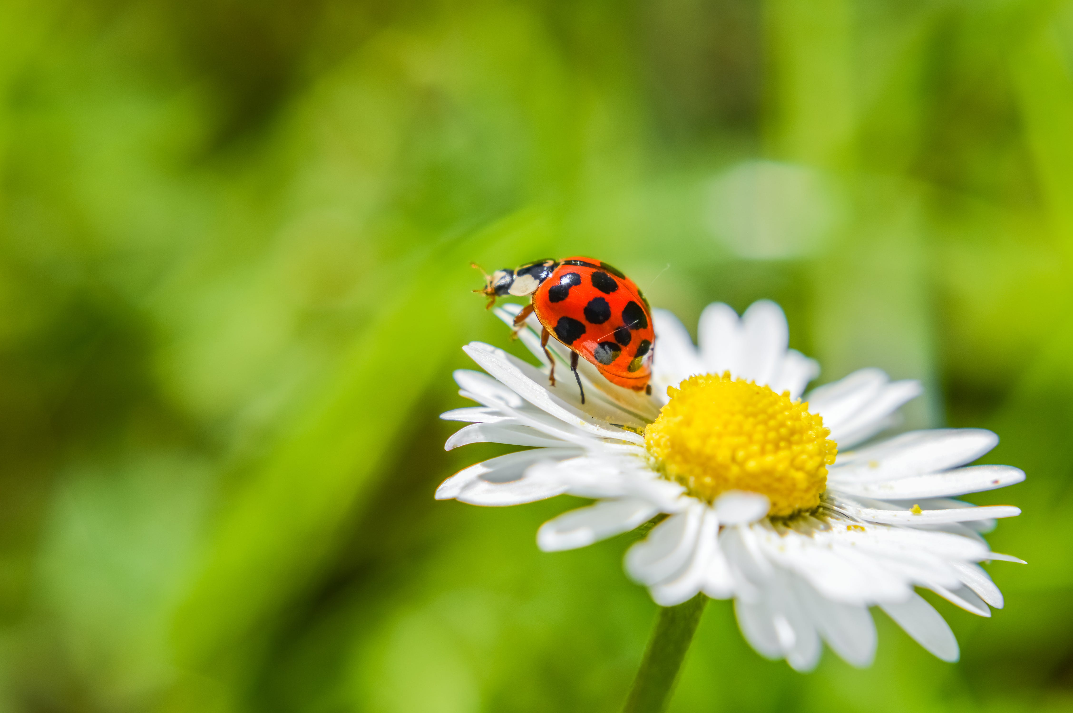 A ladybug on a daisy flower.