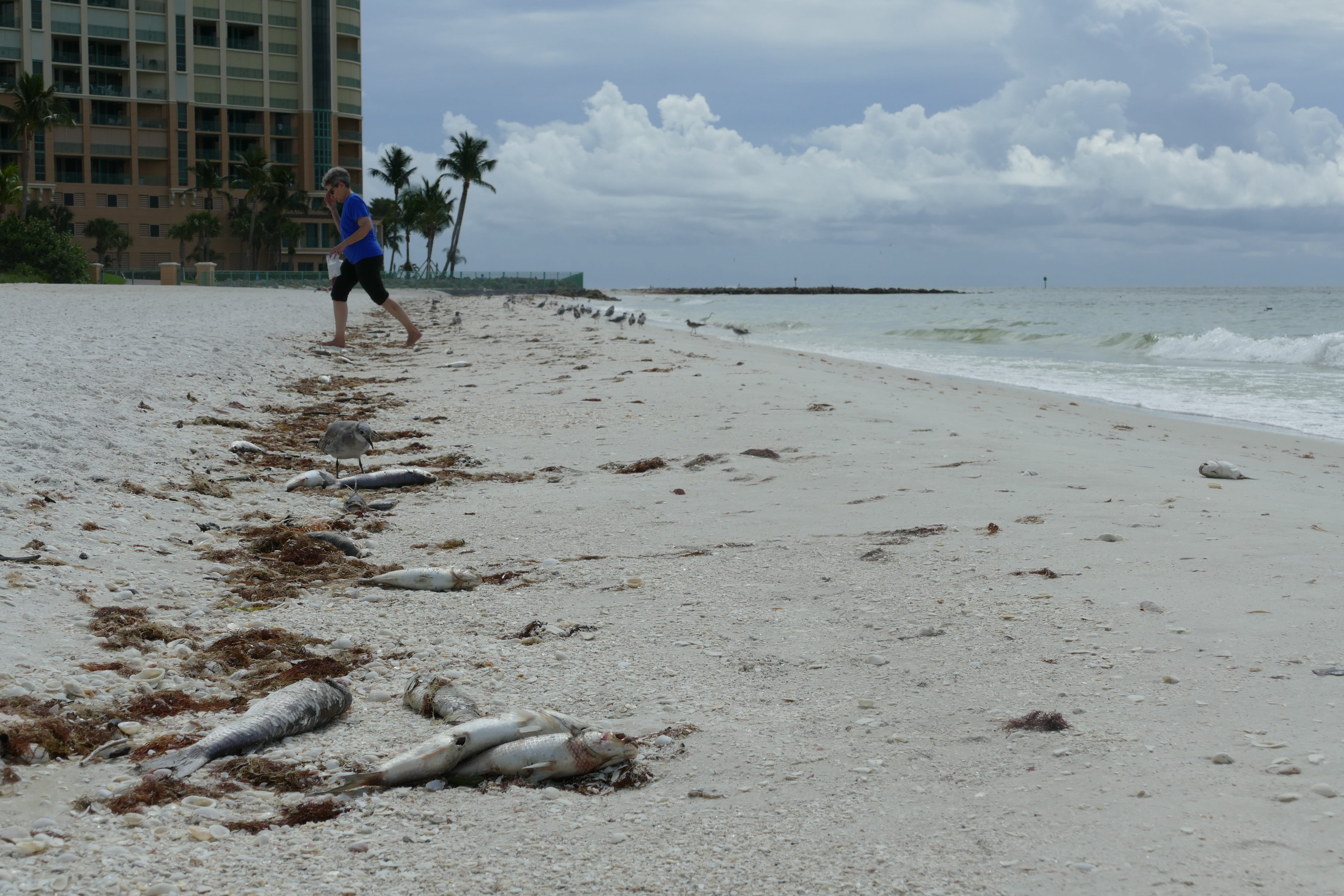 Dozens of dead fish washed ashore Oct. 9 on Marco Island as government agencies alerted of high levels of the organism that causes the red tide. Everglades.