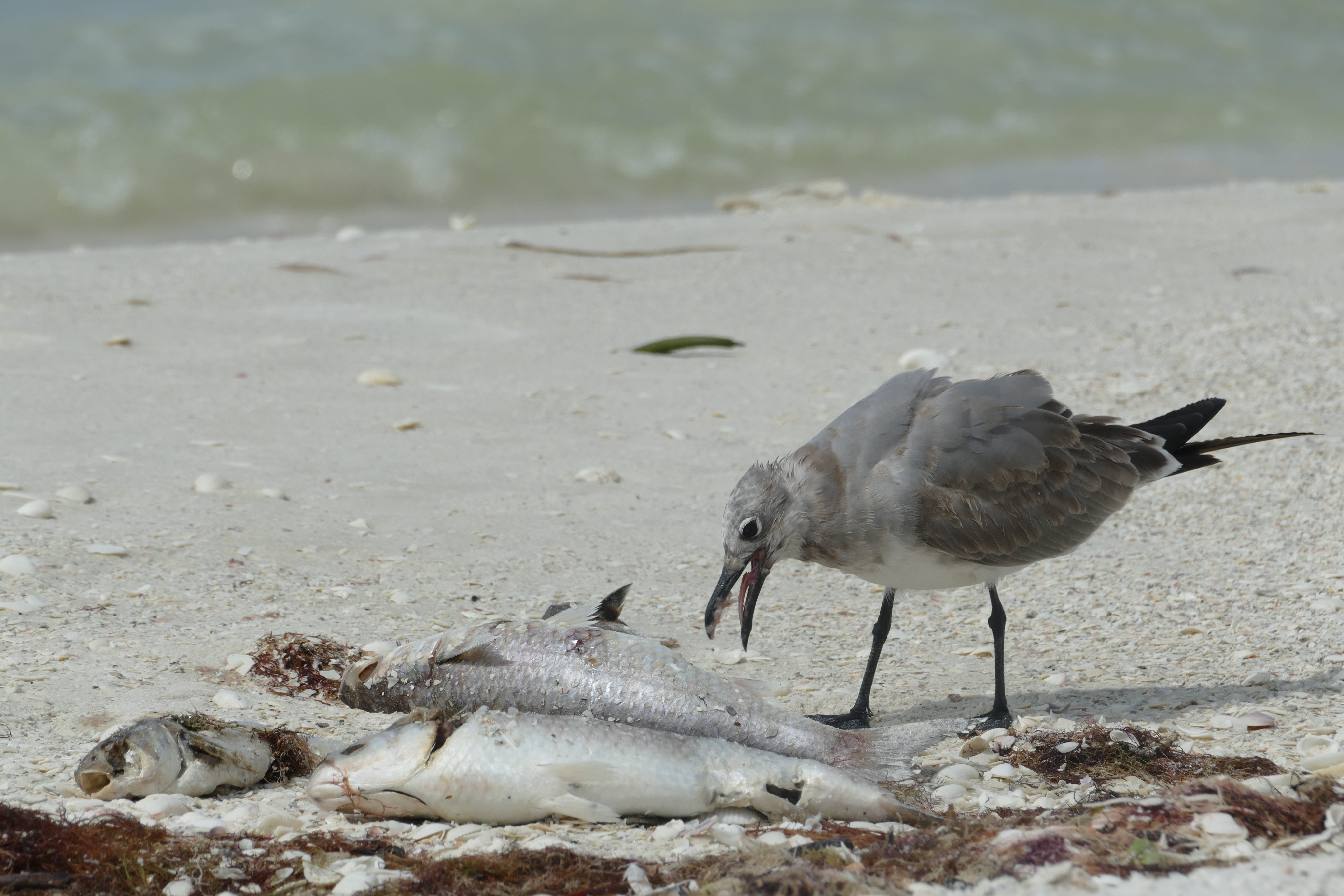 A bird eats a dead fish on South Beach, Marco Island,  on Oct. 9. Dozens of dead fish washed ashore Wednesday on Marco Island as government agencies alerted of high levels of the organism that causes the red tide.