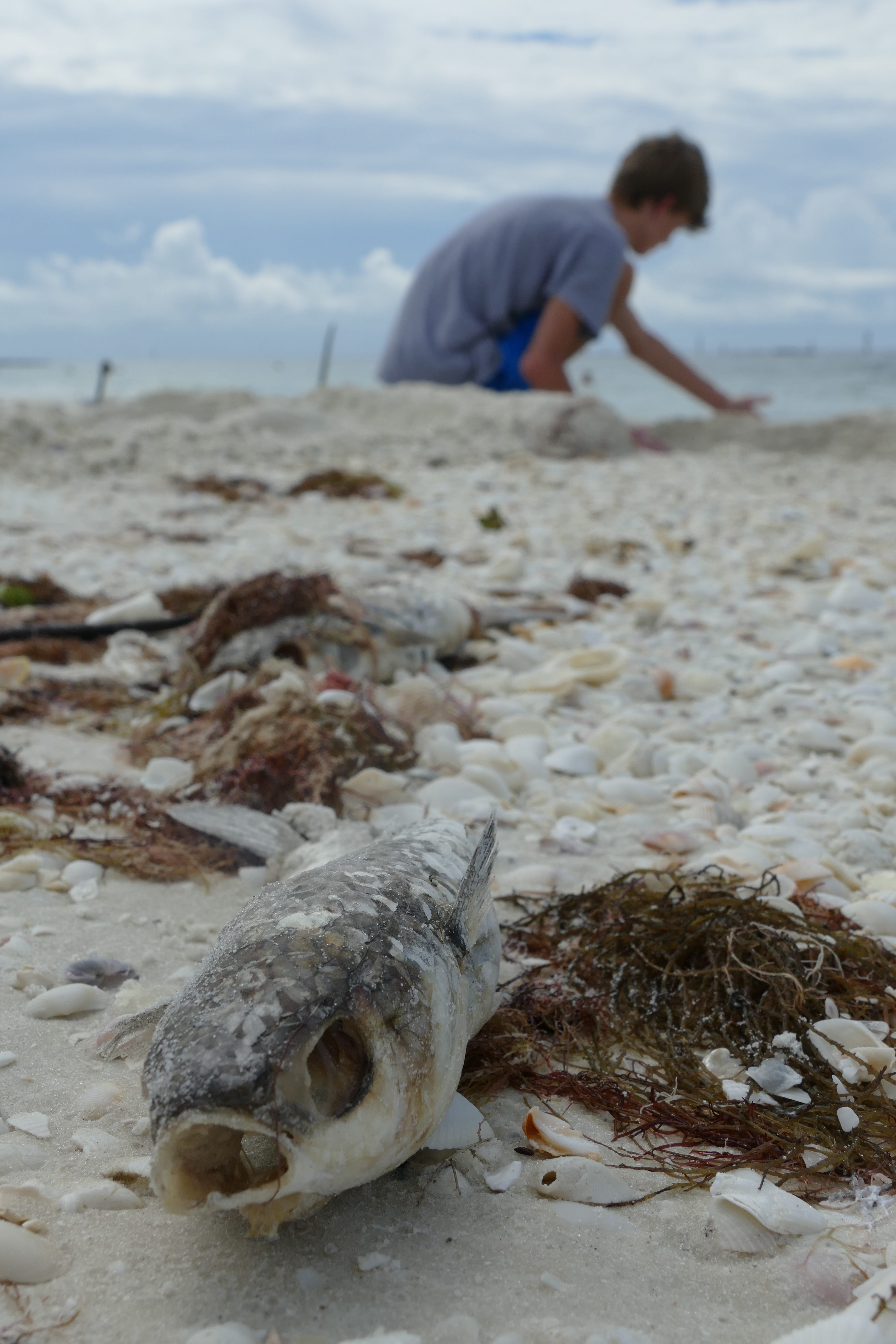 A young man plays with sand on South Beach, Marco Island, on Oct. 9. A few feet away from him, a dead fish rots. Dozens of dead fish washed ashore Wednesday on Marco Island as government agencies alerted of high levels of the organism that causes the red tide.