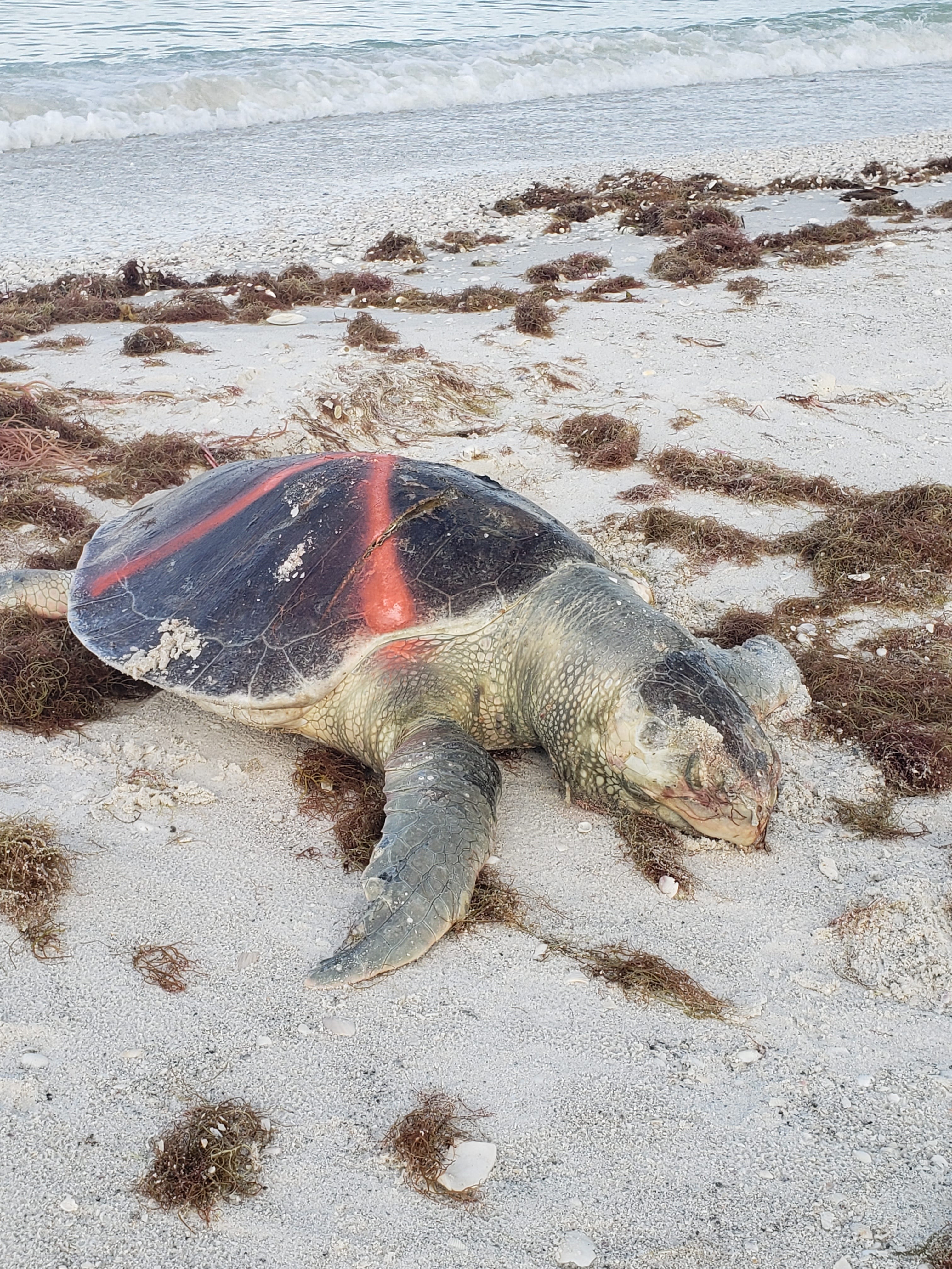 A dead sea turtle was found by Collier County turtle patrol on Big Marco Pass on Oct. 9, according to Brittany Piersma, bird biologist for Audubon of the Western Everglades. "They mark the ones they find with paint so they do not recount them," wrote in an email to the Eagle. Dozens of dead fish washed ashore Wednesday on Marco Island as government agencies alerted of high levels of the organism that causes the red tide.