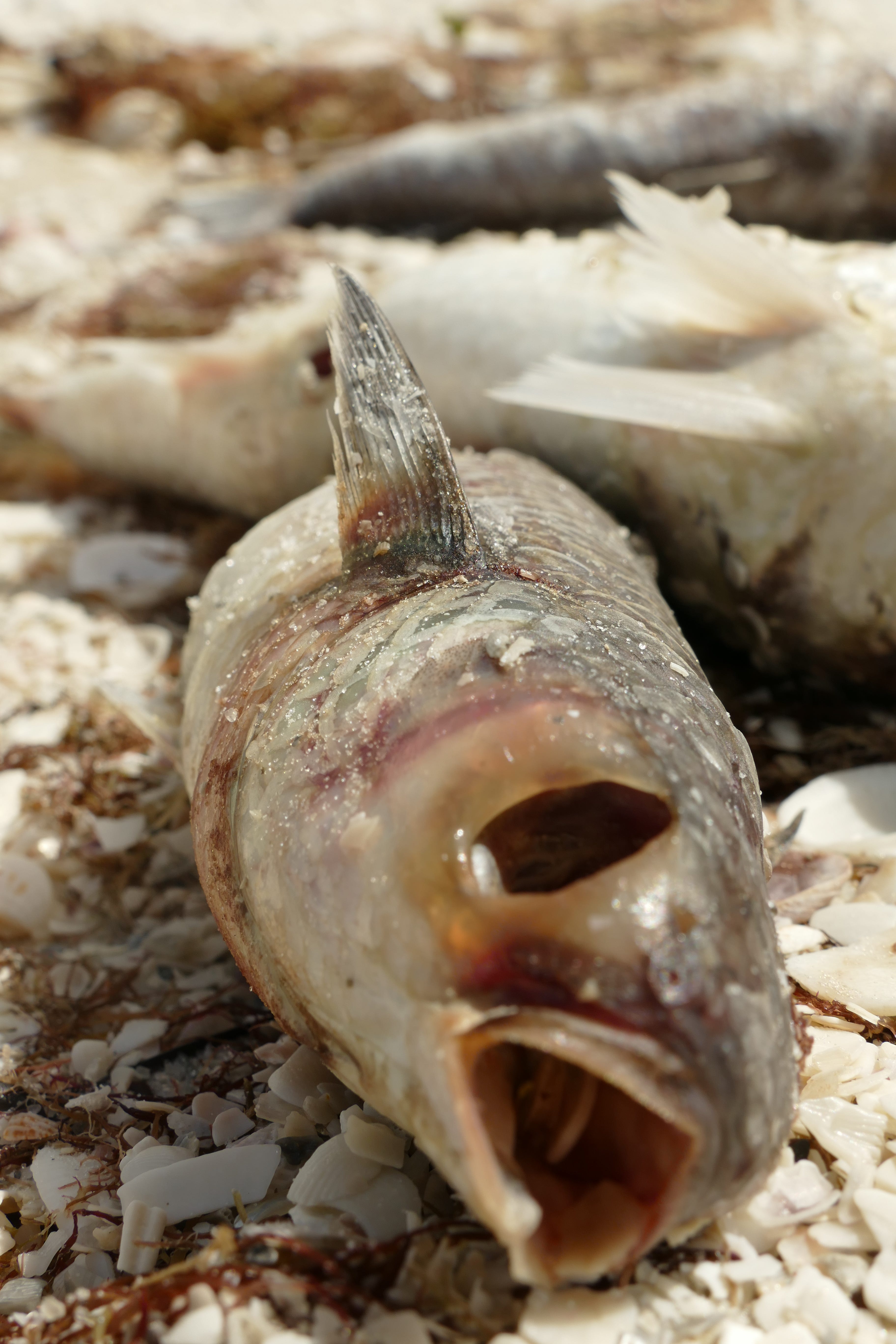 Dozens of dead fish washed ashore Oct. 9 on Marco Island as government agencies alerted of high levels of the organism that causes the red tide.