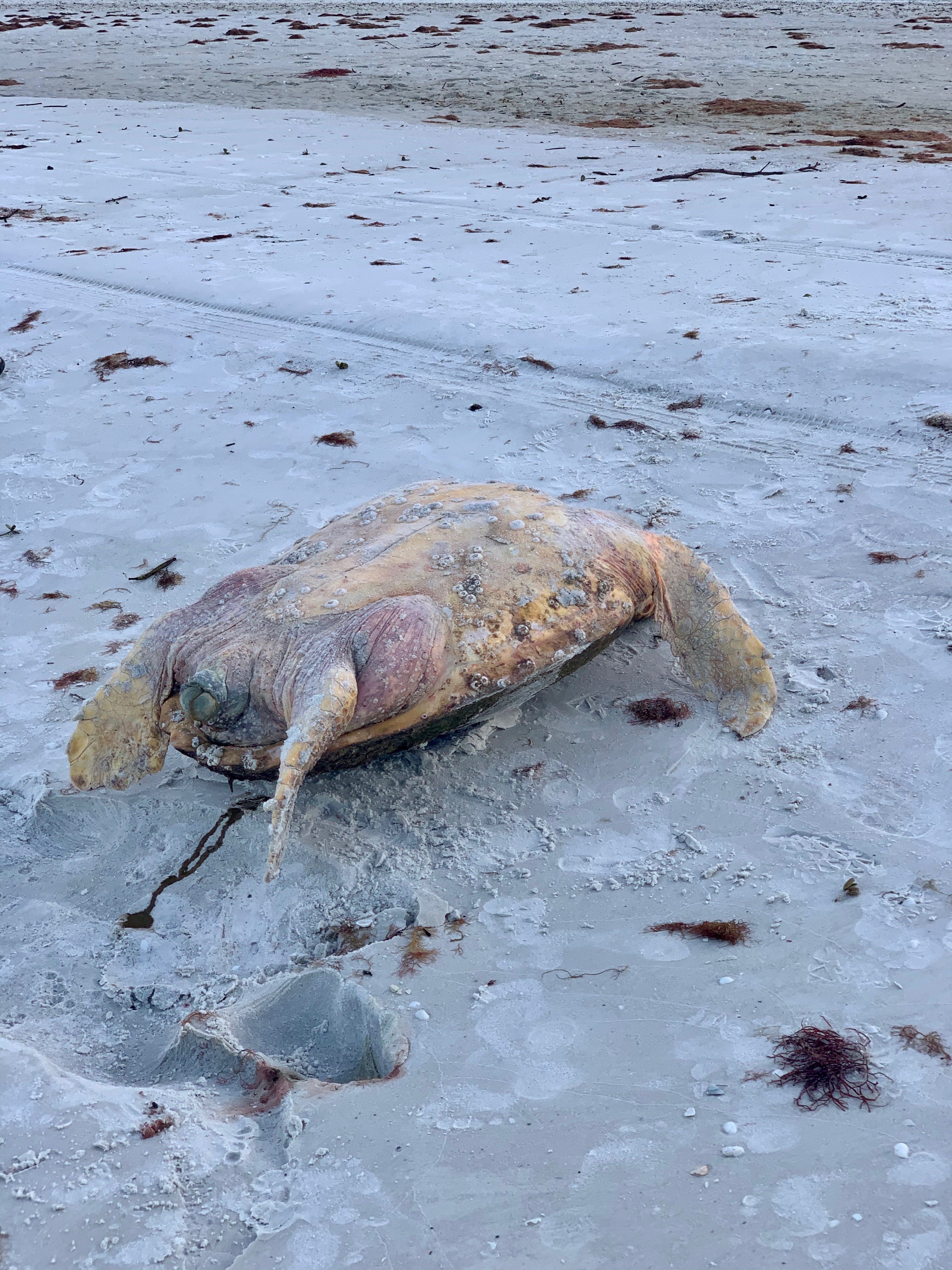 Joanna D. Metzger, a Marco Island resident, said she saw a dead loggerhead turtle that washed ashore close to the JW Marriott Beach Resort during a morning walk on Oct. 17. " It is very distressing especially after what we witnessed in 2018, " Metzger said referring to the red tide event of last year.