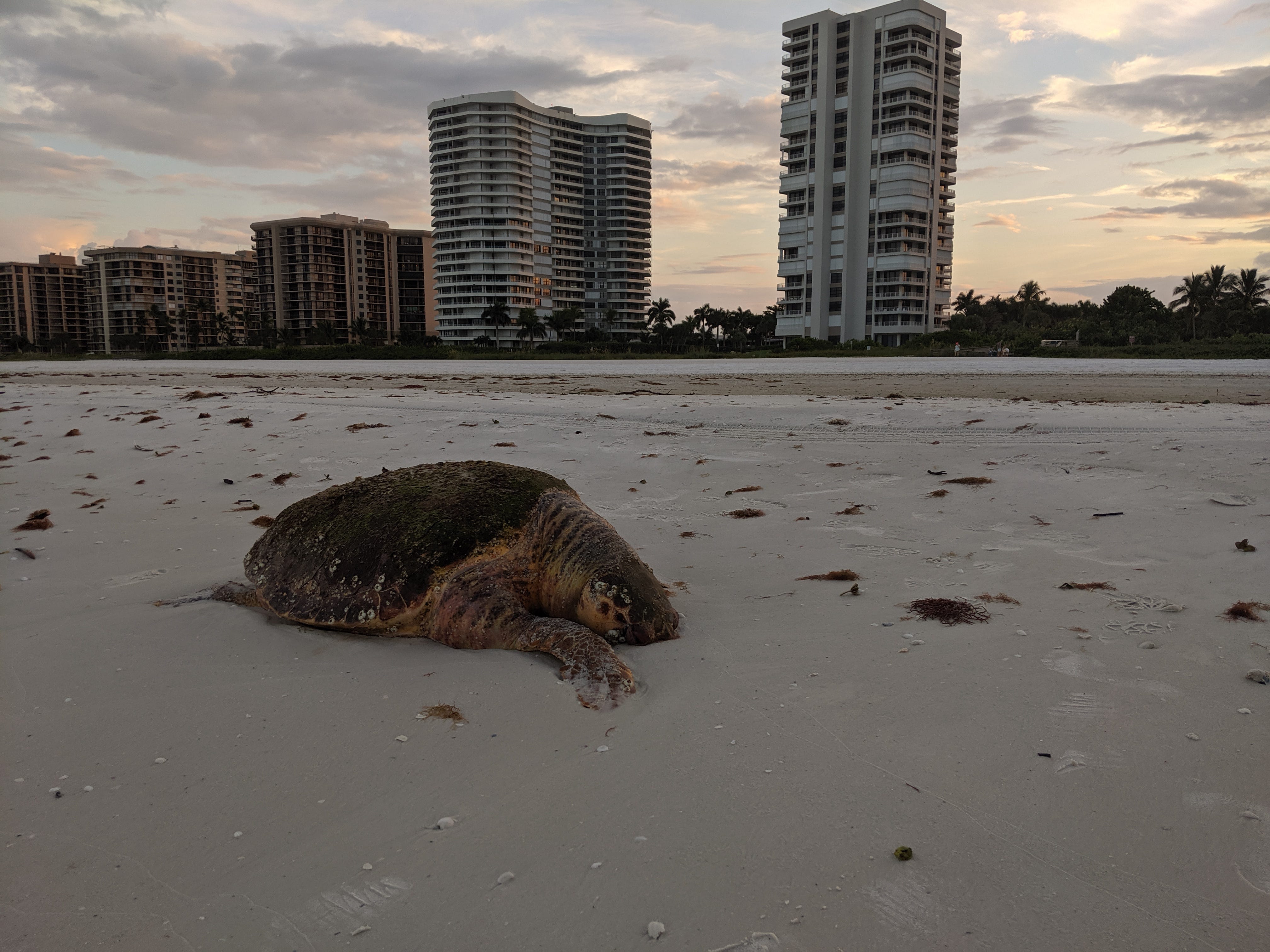 Katherine Ebaugh, a former Marco Island resident, said she saw a 200 pound dead loggerhead turtle that washed ashore behind the Madeira condominium, close to the JW Marriott Beach Resort, on the morning of Oct. 17. " It had no visible propeller marks, " Ebaugh said.