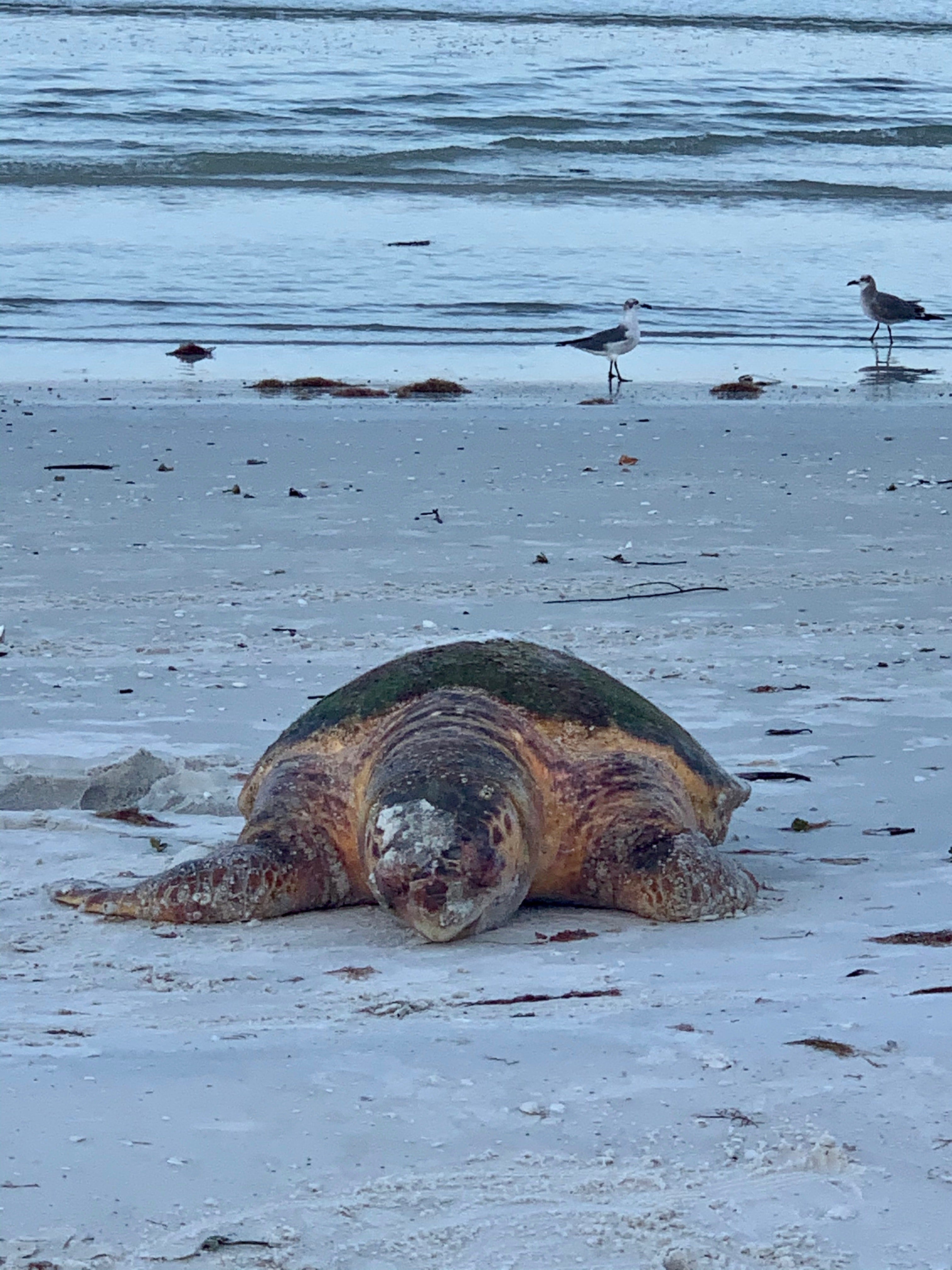 Joanna D. Metzger, a Marco Island resident, said she saw a dead loggerhead turtle that washed ashore close to the JW Marriott Beach Resort during her morning walk on Oct. 17. Metzger said to the Eagle it is good that many people got to see the dead turtle even if it is difficult to watch. " That way people will get upset and make some noise so our government will make more changes, " Metzger said.