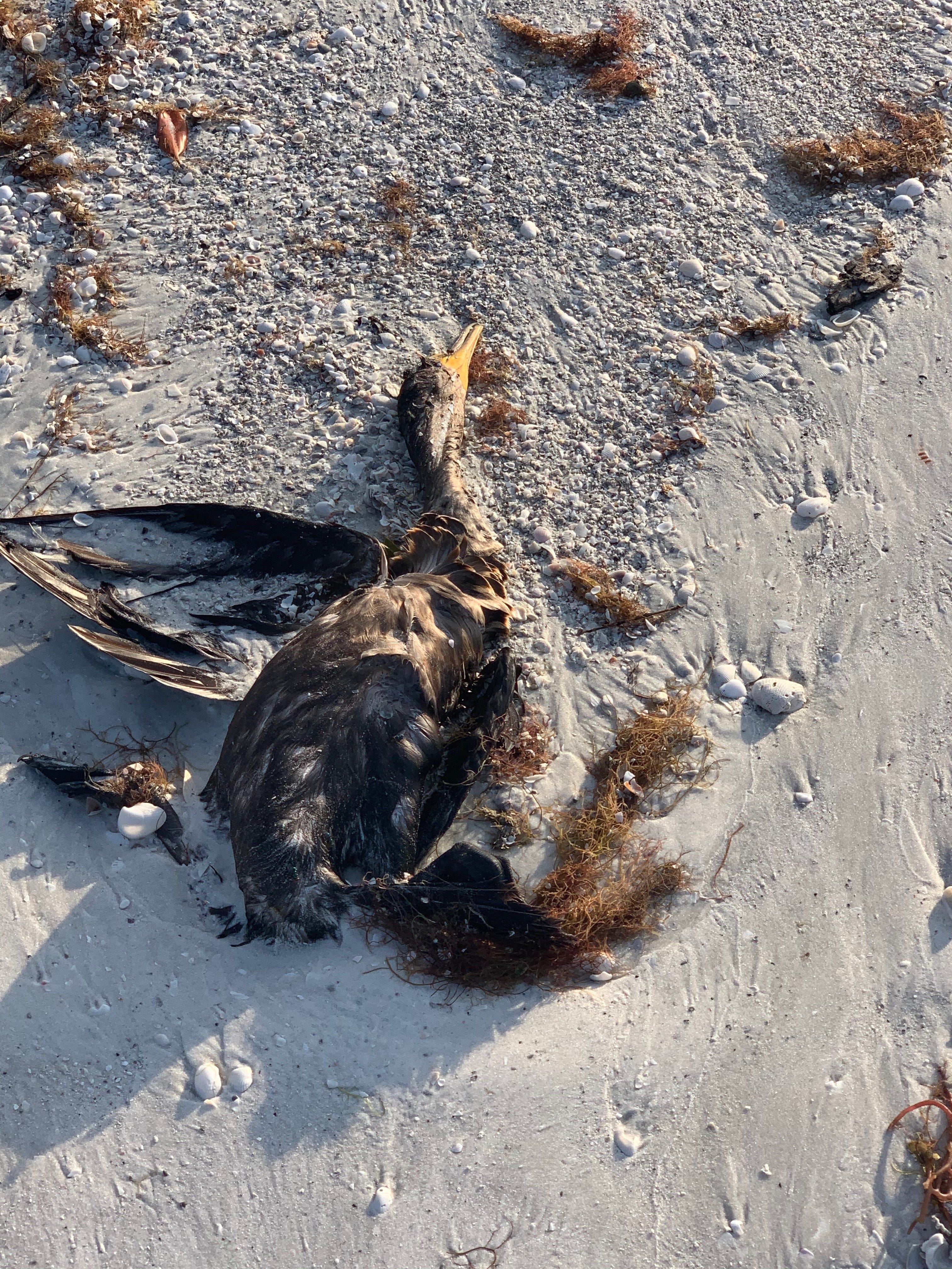 Joanna D. Metzger, a Marco Island resident, said she saw a dead loggerhead turtle that washed ashore close to the JW Marriott Beach Resort during her morning walk on Oct. 17. Metzger said she also saw a dead cormorant, a type of bird, further down the beach.
