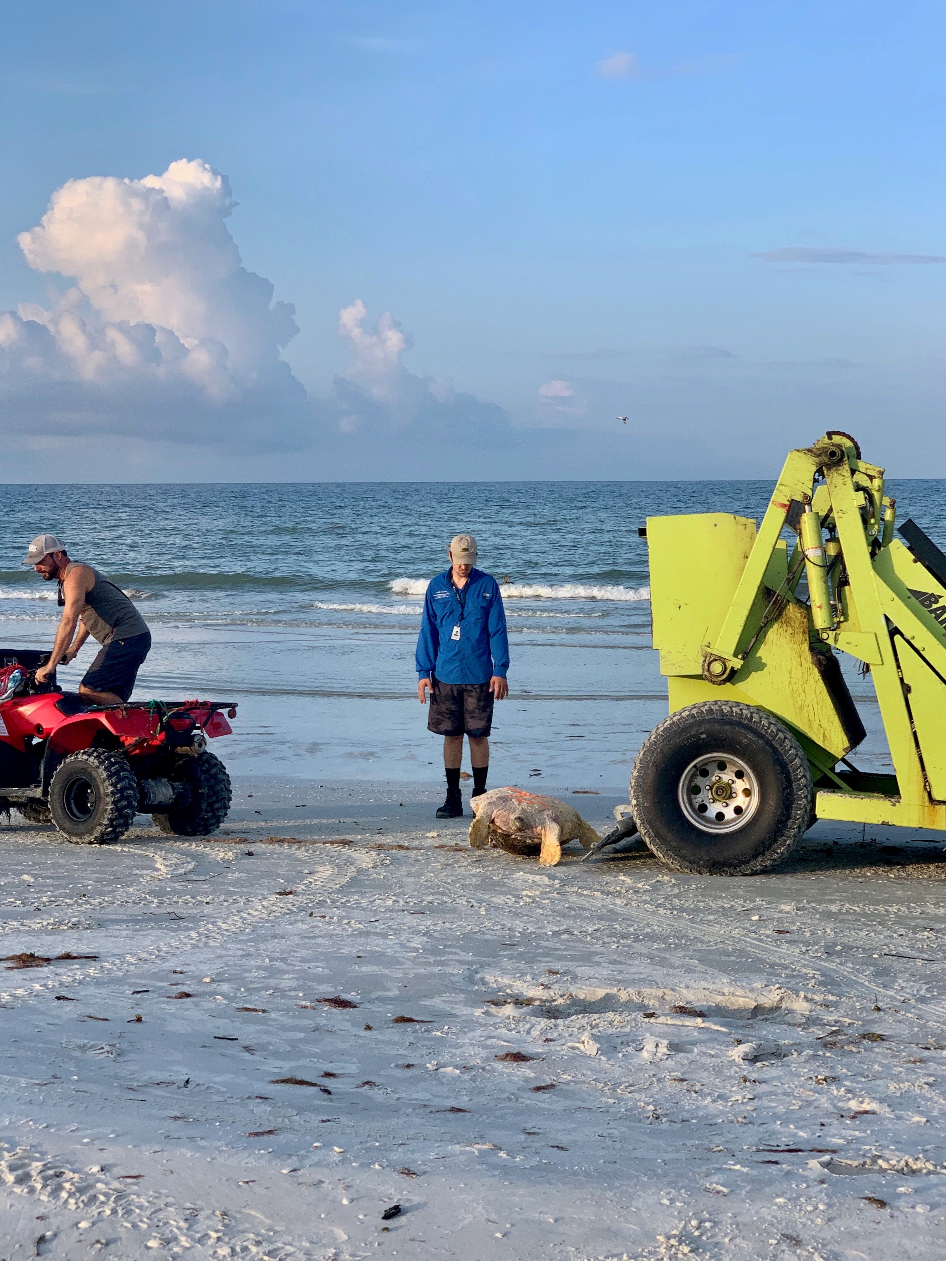 Joanna D. Metzger, a Marco Island resident, said she saw a dead loggerhead turtle that washed ashore close to the JW Marriott Beach Resort during her morning walk on Oct. 17. In the picture, government workers move the dead turtle with heavy machinery.