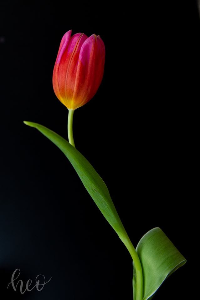 ​
Image: Tulip  

​