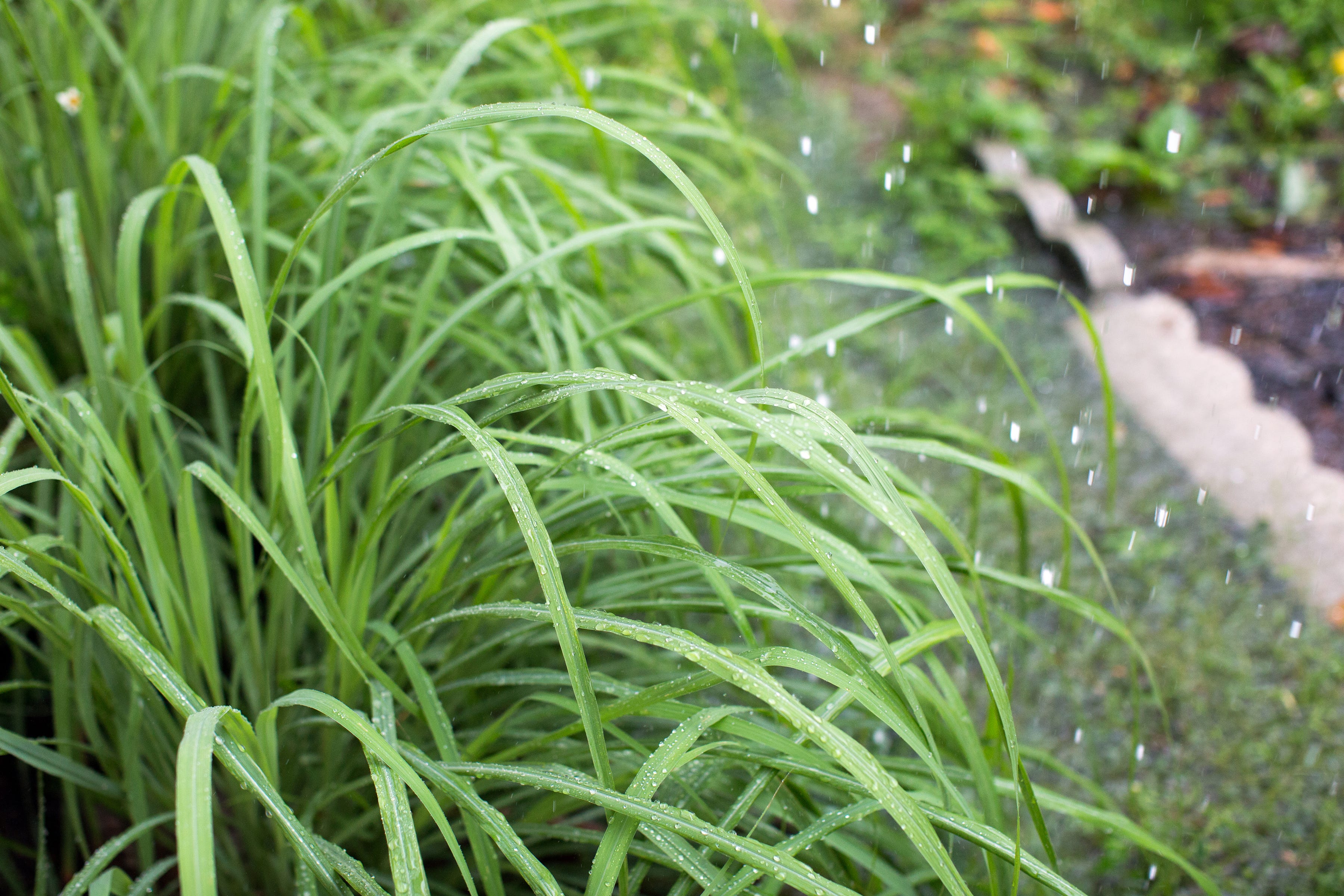 Lemongrass getting rain while background shows flooding in front yard.