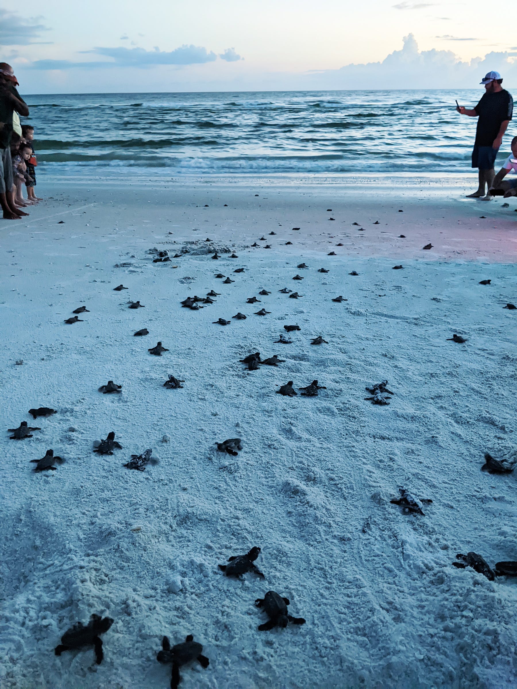Hatchlings that are rescued are released when it gets dark so they have a better chance to avoid predators. This is a release of rescued loggerhead turtles on Marco Island this season.