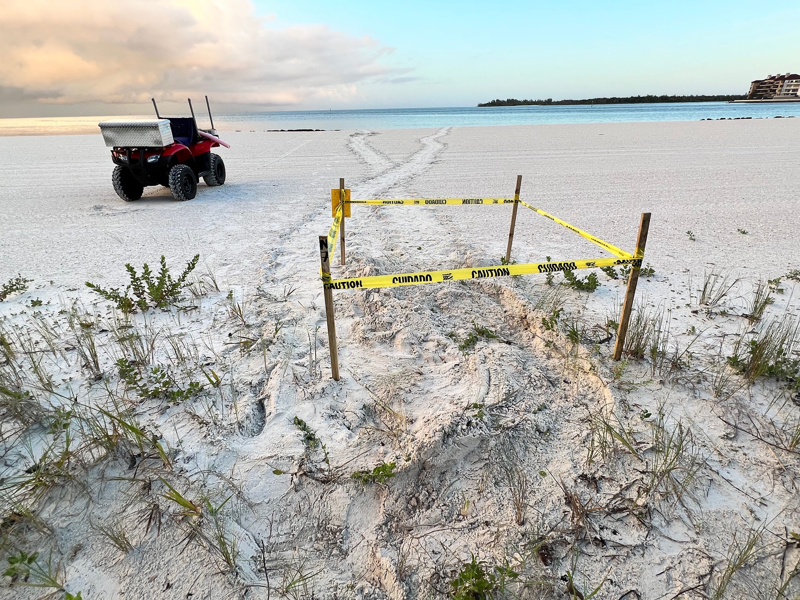 On Marco Island the county has hired workers to monitor sea turtles. They scour the beach from their ATV’s and mark any nests they find.