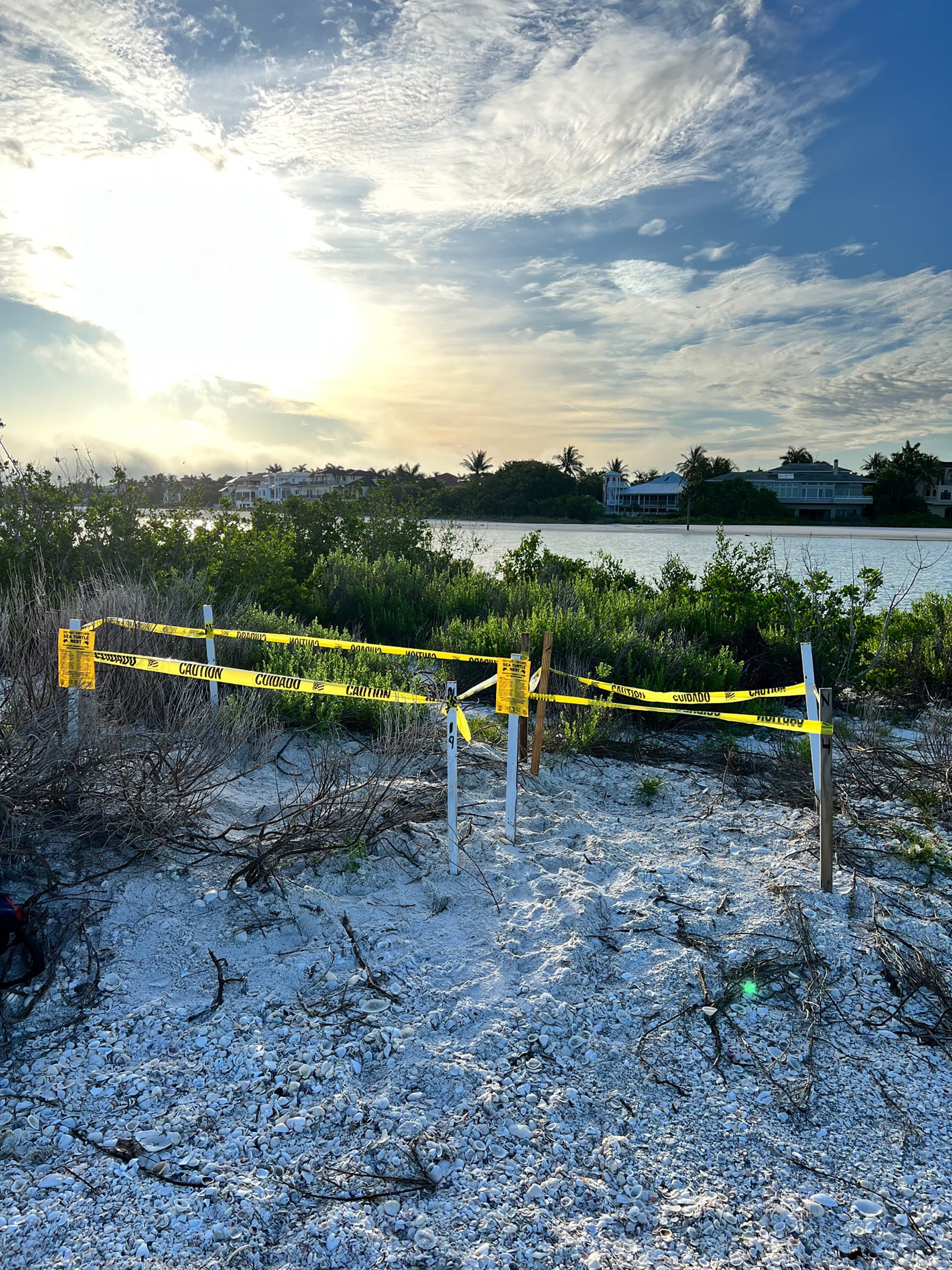 Those that monitor sea turtles in Southwest Florida mark the nests with wooden posts and yellow tape. Here on Marco Island and on Bonita Beach there are no predators so they don’t need to put protective cages around the nest, but in other areas such as Keewaydin and Sanibel and Captiva, they need to put the protection around the nests to keep predators away.